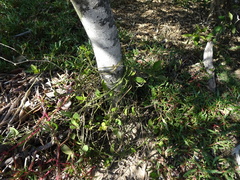 Vincetoxicum carnosum