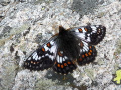 Euphydryas cynthia
