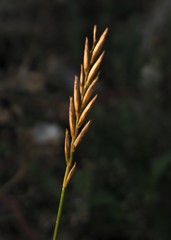 Poaceae