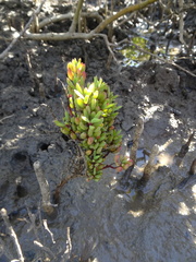 Suaeda arbusculoides