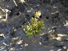 Suaeda arbusculoides