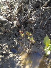 Suaeda arbusculoides