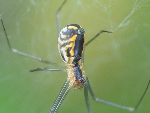Filmy Dome Spider