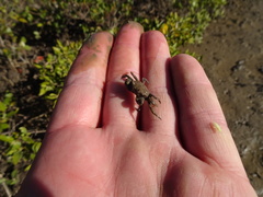 Australoplax tridentata