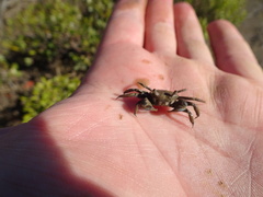 Australoplax tridentata