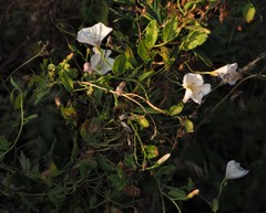 Convolvulus arvensis