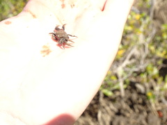 Australoplax tridentata