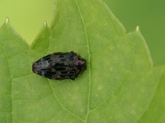 Brachys ovatus
