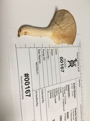 Lactarius yazooensis