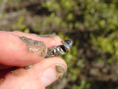 Australoplax tridentata