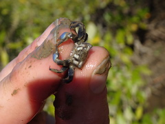 Australoplax tridentata