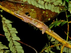 Cyrtodactylus yoshii