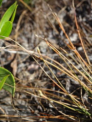 Fimbristylis polytrichoides
