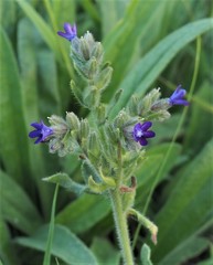 Anchusa officinalis