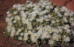 Drosanthemum framesii