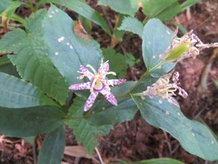 Tricyrtis affinis
