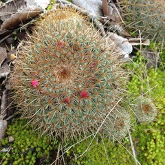 Mammillaria rhodantha