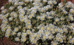 Drosanthemum framesii