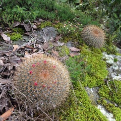 Mammillaria rhodantha