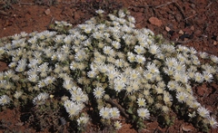 Drosanthemum framesii