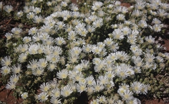 Drosanthemum framesii