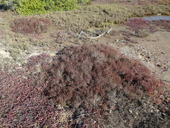 Tecticornia halocnemoides