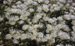 Drosanthemum framesii