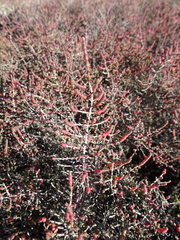 Tecticornia halocnemoides