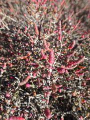 Tecticornia halocnemoides