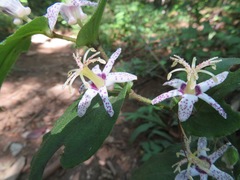 Tricyrtis affinis