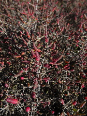 Tecticornia halocnemoides