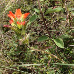 Castilleja scorzonerifolia