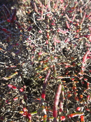 Tecticornia halocnemoides