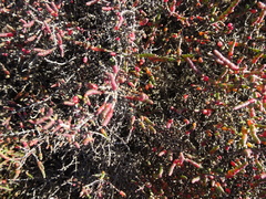 Tecticornia halocnemoides