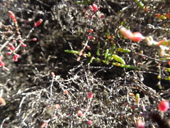 Tecticornia halocnemoides