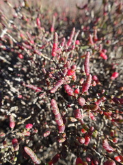 Tecticornia halocnemoides