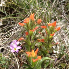 Castilleja scorzonerifolia