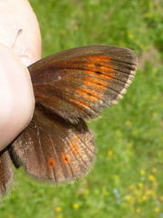 Erebia epiphron