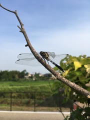 Orthetrum albistylum speciosum