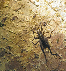 Pleioplectron gubernator