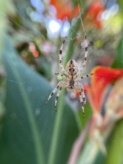 Araneus diadematus