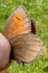 Erebia epiphron