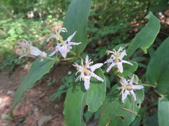 Tricyrtis affinis
