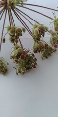 Peucedanum oreoselinum