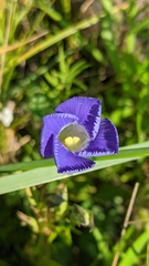 Gentianopsis victorinii