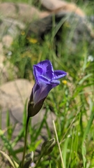 Gentianopsis victorinii