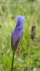 Gentianopsis victorinii
