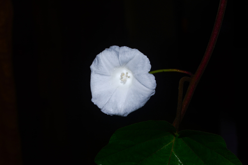 Operculina ventricosa observed 2020-08-16