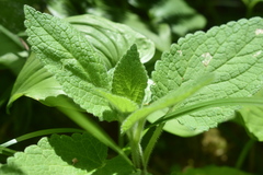 Stachys chamissonis cooleyae