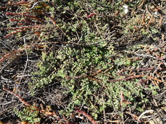 Euphorbia drummondii